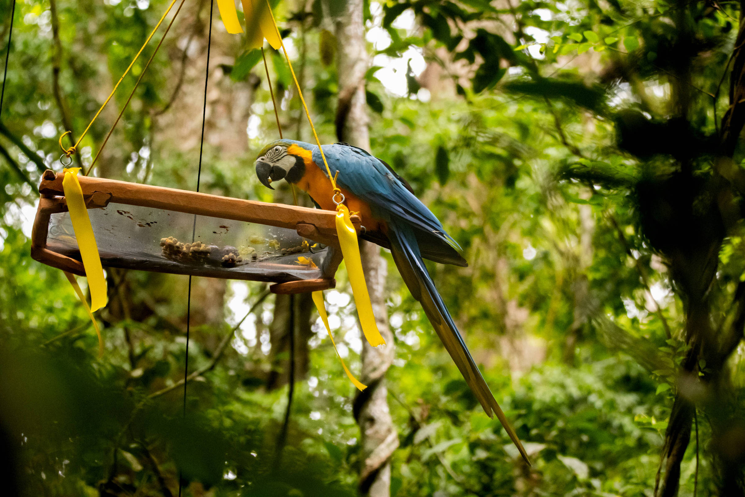 The Return of Rio’s Blue-and-Yellow Macaws: Back After More Than 200 Years
